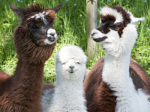 Alpaca Fibers - Weaver Creek Fibers, wholesale purveyors of luxury fibers